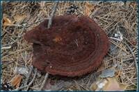 0_d5dcb_5c780111_orig.jpg