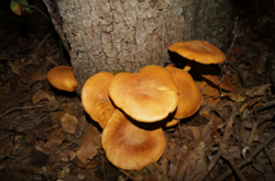0_d884c_4196b62c_orig.png