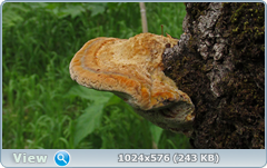 0_e7847_fff03fdb_orig.png