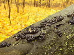 0_c4b87_eab048c7_M.jpg