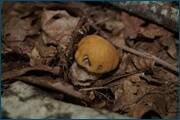 0_d2527_6239b0a1_orig.jpg