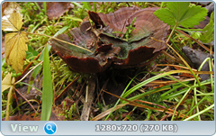 0_f27ea_c6f494e_orig.png