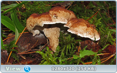 0_10de23_83f40dcd_orig.png