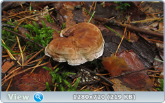 0_10de25_84738523_orig.png