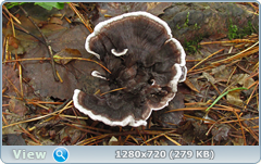 0_10de2f_77f59771_orig.png