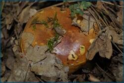 0_cea7e_6d7cd578_orig.jpg