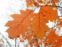 0_c4c98_93b46d61_M.jpg