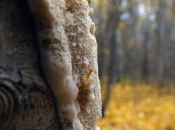 0_c4bc4_956383a0_M.jpg