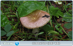 0_e90d4_66725309_orig.png