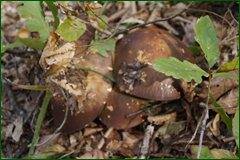 0_c289a_308d4683_orig.jpg
