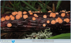 0_e38d4_737eb9d4_orig.png