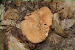 0_e0413_9772cc54_orig.png