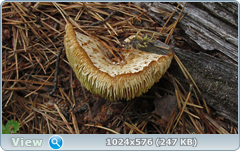0_e7816_cd272158_orig.png
