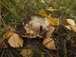 0_c27ab_32577787_L.jpg