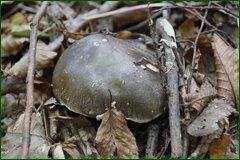 0_c2c15_9307d4b2_orig.jpg