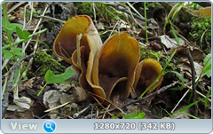 0_e95a6_76e37368_orig.png