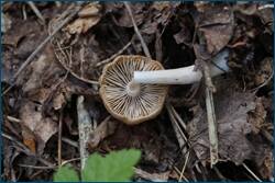 0_ccafa_43001bc9_orig.jpg