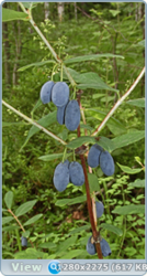 0_e7861_a4a933d1_orig.png