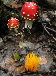 0_9e9eb_690807bc_M.jpg