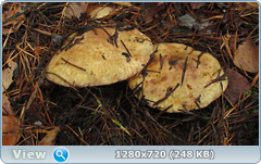 0_f2730_f2147fed_orig.png