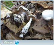 0_130cd5_f6c1034f_orig.png