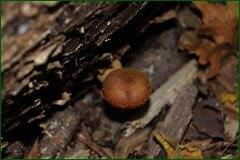0_c3d02_54a0a313_orig.jpg