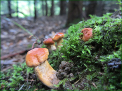 0_117ab1_981b5859_orig.png