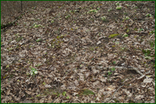 0_e089a_7c2c01_orig.png