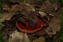 0_e0a43_39cc149_orig.png