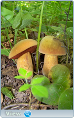 0_102c30_77414d3a_orig.png