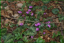 0_e095b_75dc194_orig.png