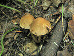 0_8f86e_29f303c_S.jpg