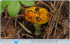 0_fbb2a_c9463183_orig.png