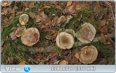 0_f500e_11ba940_orig.png