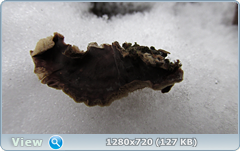 0_fa663_e00a1425_orig.png