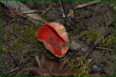 0_e1dba_dced15d5_orig.png