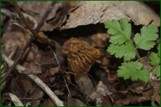 0_e1d96_67744ee1_orig.png