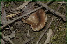 0_e1dbc_89f202eb_orig.png