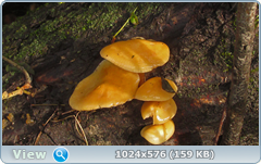 0_12dc64_5f72763e_orig.png