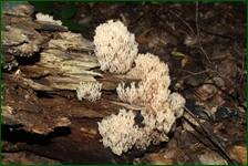 0_fe110_d894f39a_orig.jpg