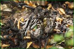0_100b53_6d40c8ef_orig.jpg