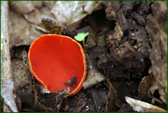 0_1073ca_1aca4490_orig.png