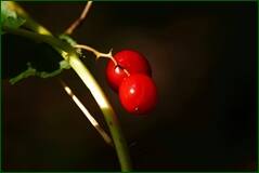 0_fffb7_ebb44103_orig.jpg