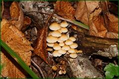0_fffd9_41f5c589_orig.jpg