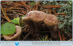 0_12c21d_e0a54480_orig.png