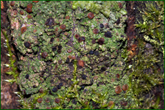 0_104eed_67e141f9_orig.png