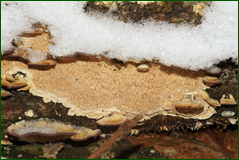 0_1062e6_3187bb51_orig.png