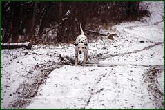 0_1062b4_27a7aefc_orig.png