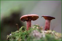 0_1493b2_92143e6e_orig.jpg