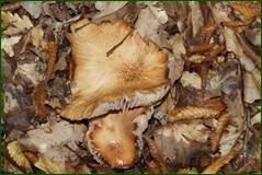 0_100b59_848913c1_orig.jpg